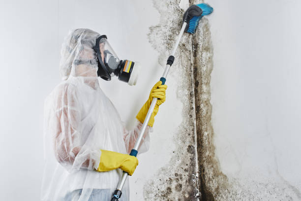Best Mold Remediation for Specific Building Types in Auburn, MI