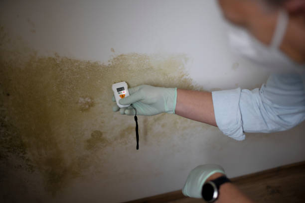 Best Black Mold Remediation in Auburn, MI