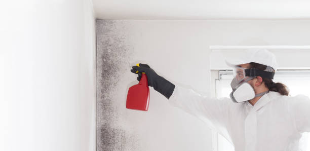 Best White Mold Remediation in Auburn, MI