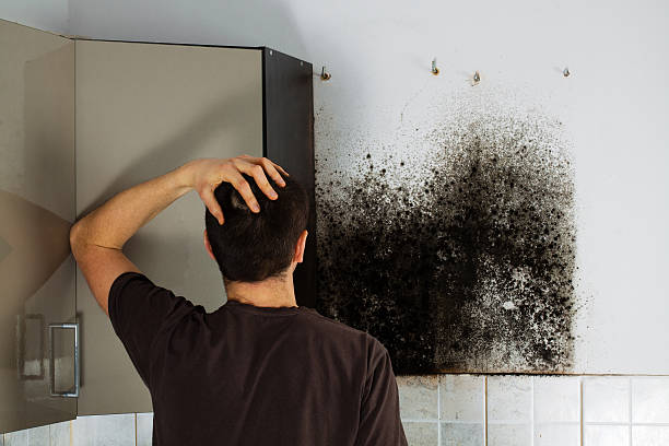 Best Emergency Mold Remediation in Auburn, MI