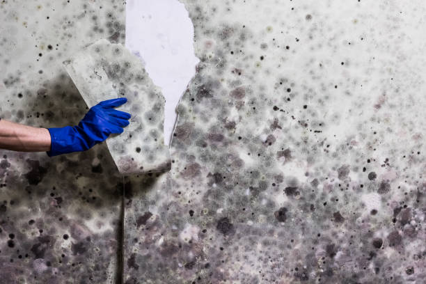 Best Insurance-Related Mold Remediation in Auburn, MI