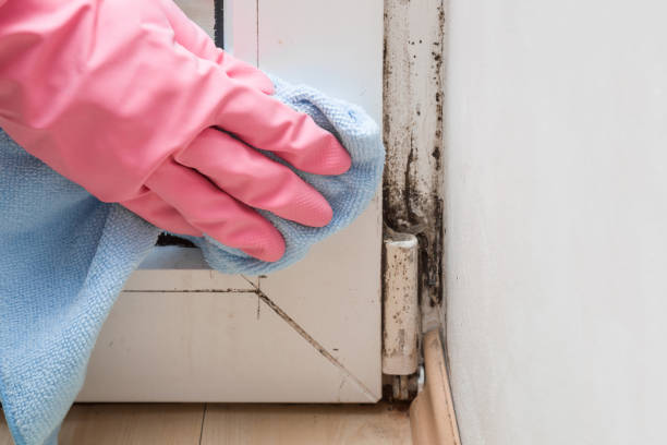 Best Crawl Space Mold Remediation in Auburn, MI