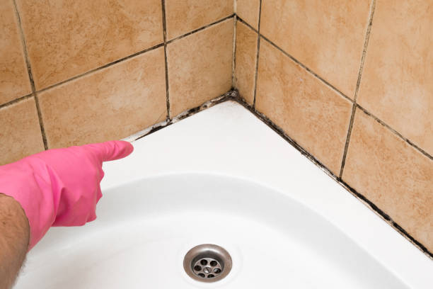 Best Industrial Mold Remediation in Auburn, MI